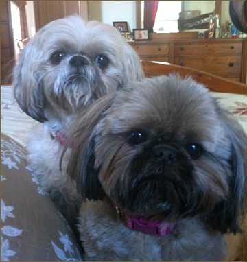 two Shih-tzus