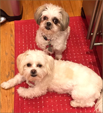 two Shih-tzus